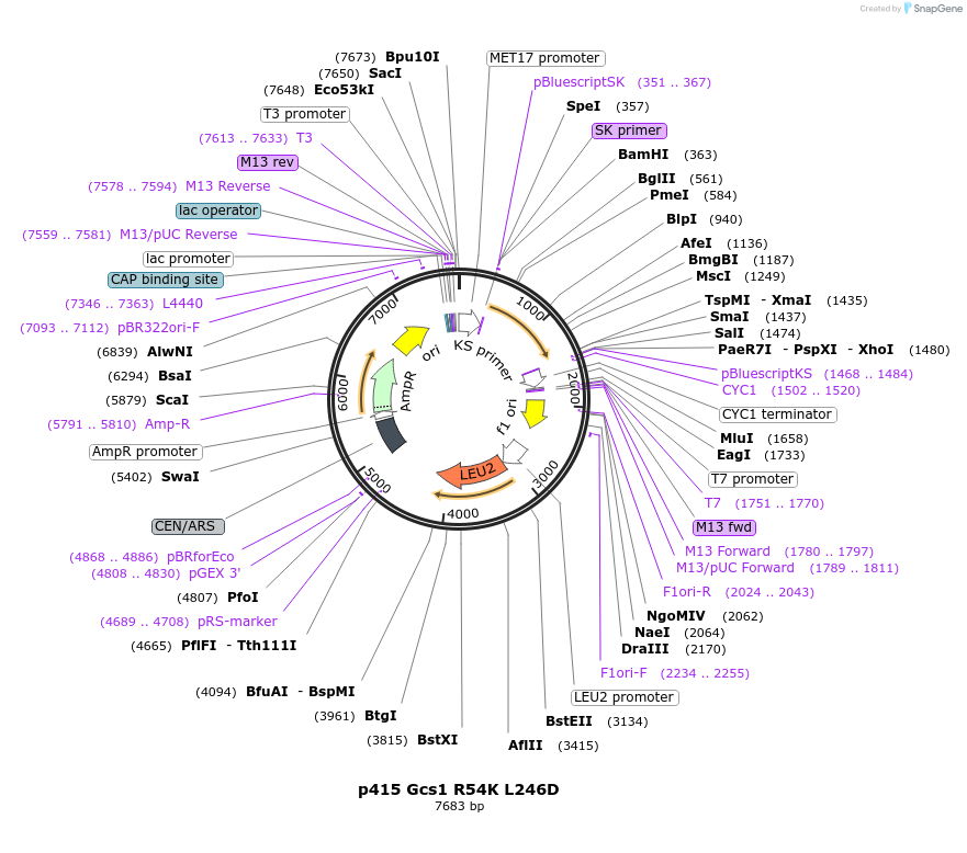 112648-plasmid-map-sequence-id-256069