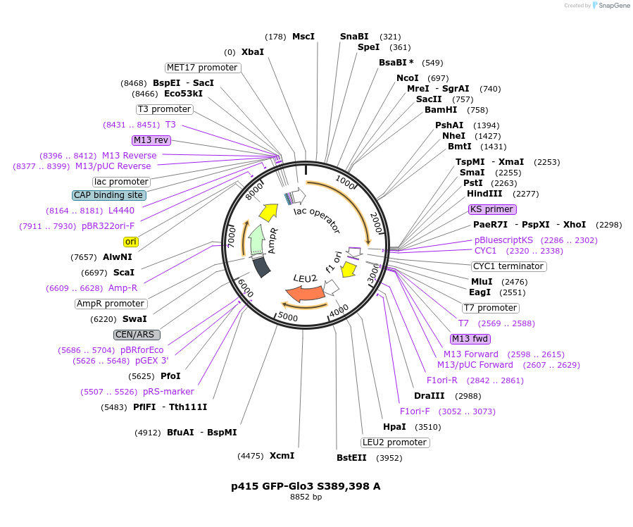 112660-plasmid-map-sequence-id-256074
