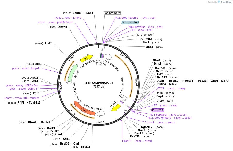 22314-plasmid-map-sequence-id-256079