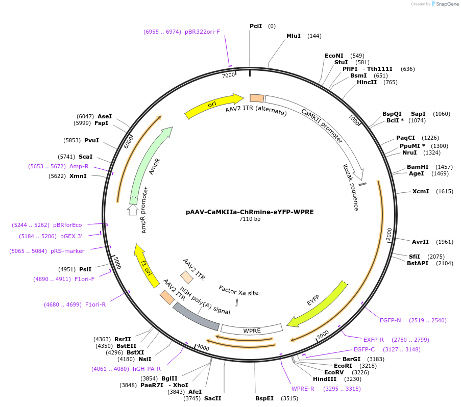 130988-plasmid-map-sequence-id-256083