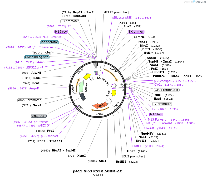 112654-plasmid-map-sequence-id-256087