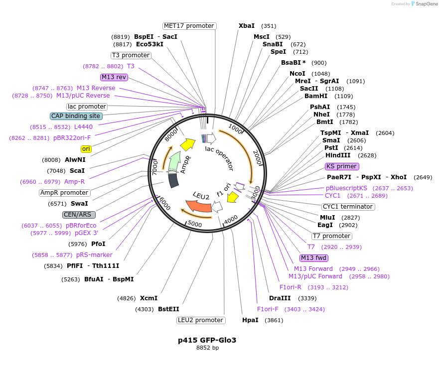 112658-plasmid-map-sequence-id-256088