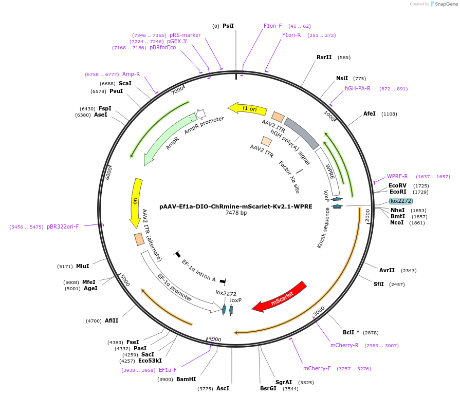 130999-plasmid-map-sequence-id-256089