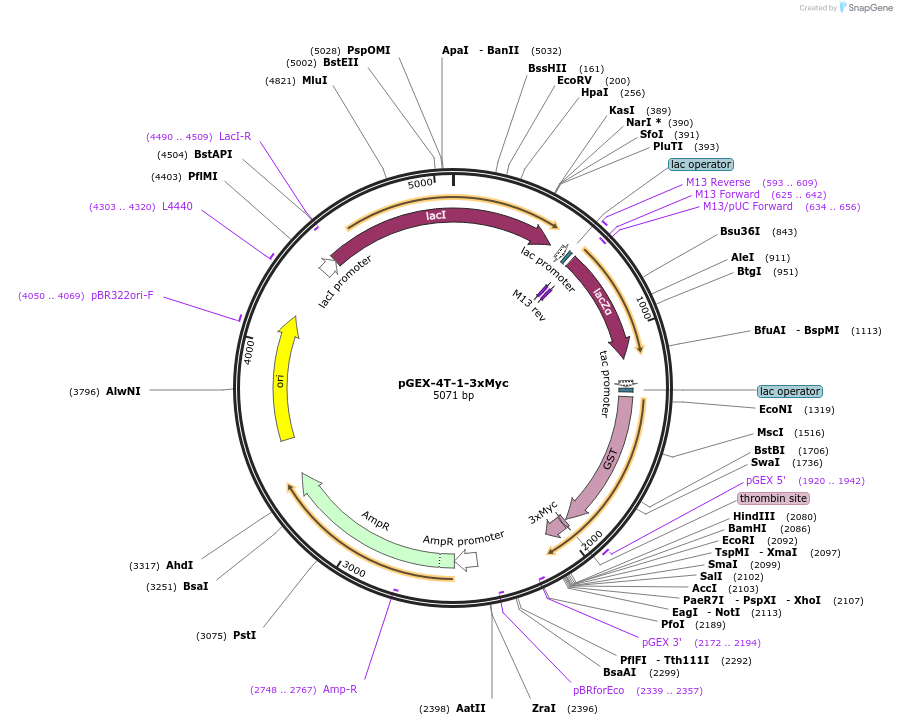 129569-plasmid-map-sequence-id-256100
