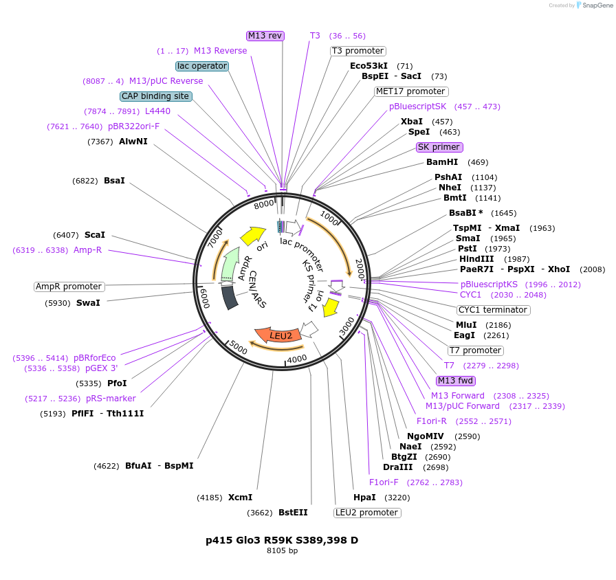 112657-plasmid-map-sequence-id-256104