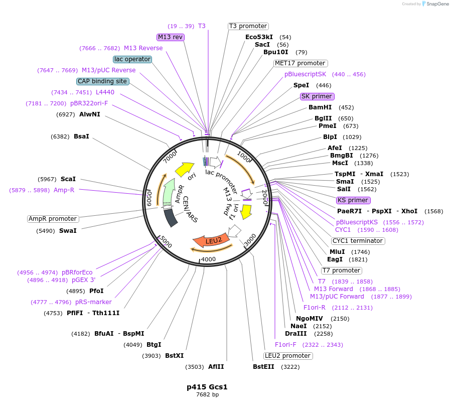 112646-plasmid-map-sequence-id-256105