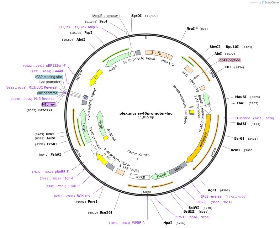 129429-plasmid-map-sequence-id-256107