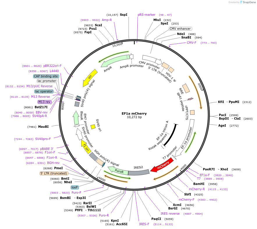 129431-plasmid-map-sequence-id-256111