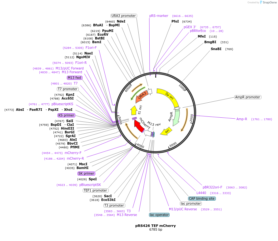 129433-plasmid-map-sequence-id-256112