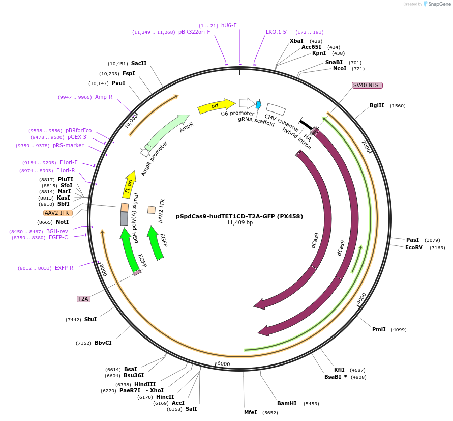 129026-plasmid-map-sequence-id-256128