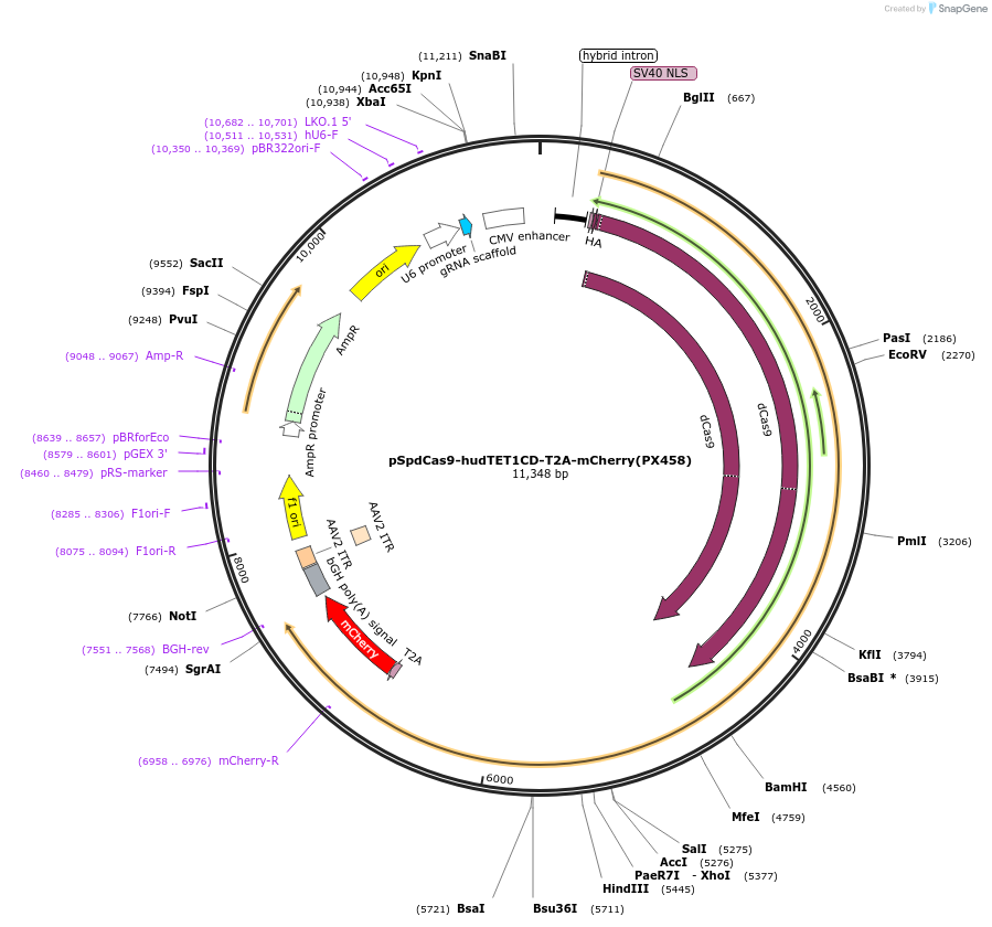 129028-plasmid-map-sequence-id-256131