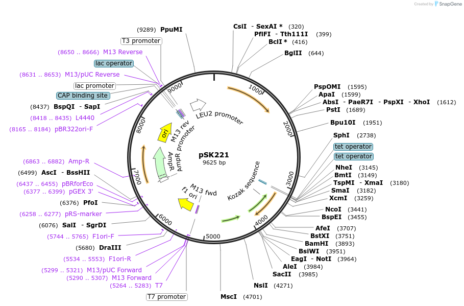 129249-plasmid-map-sequence-id-256132