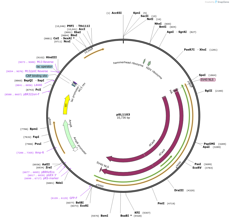 129526-plasmid-map-sequence-id-256135