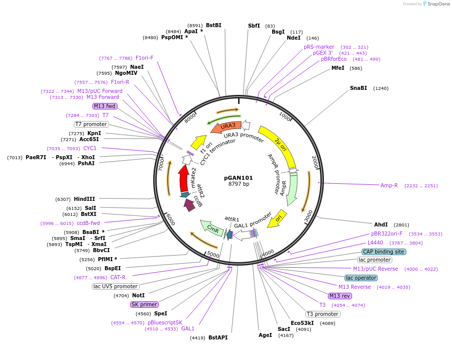 131123-plasmid-map-sequence-id-256137