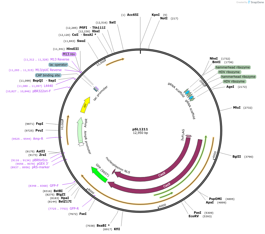 129521-plasmid-map-sequence-id-256138