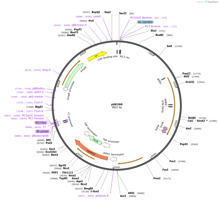 129252-plasmid-map-sequence-id-256142
