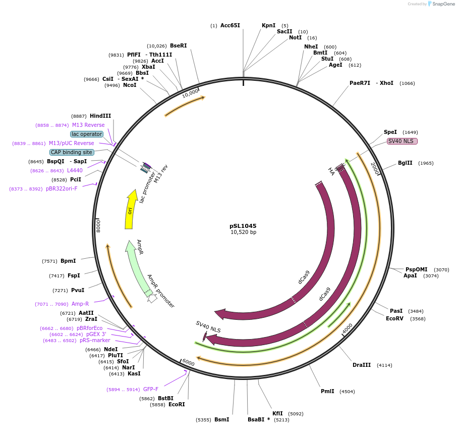 129525-plasmid-map-sequence-id-256160