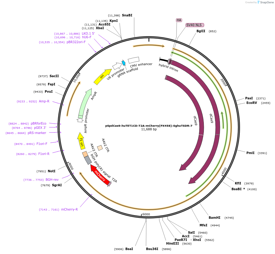 129035-plasmid-map-sequence-id-256164