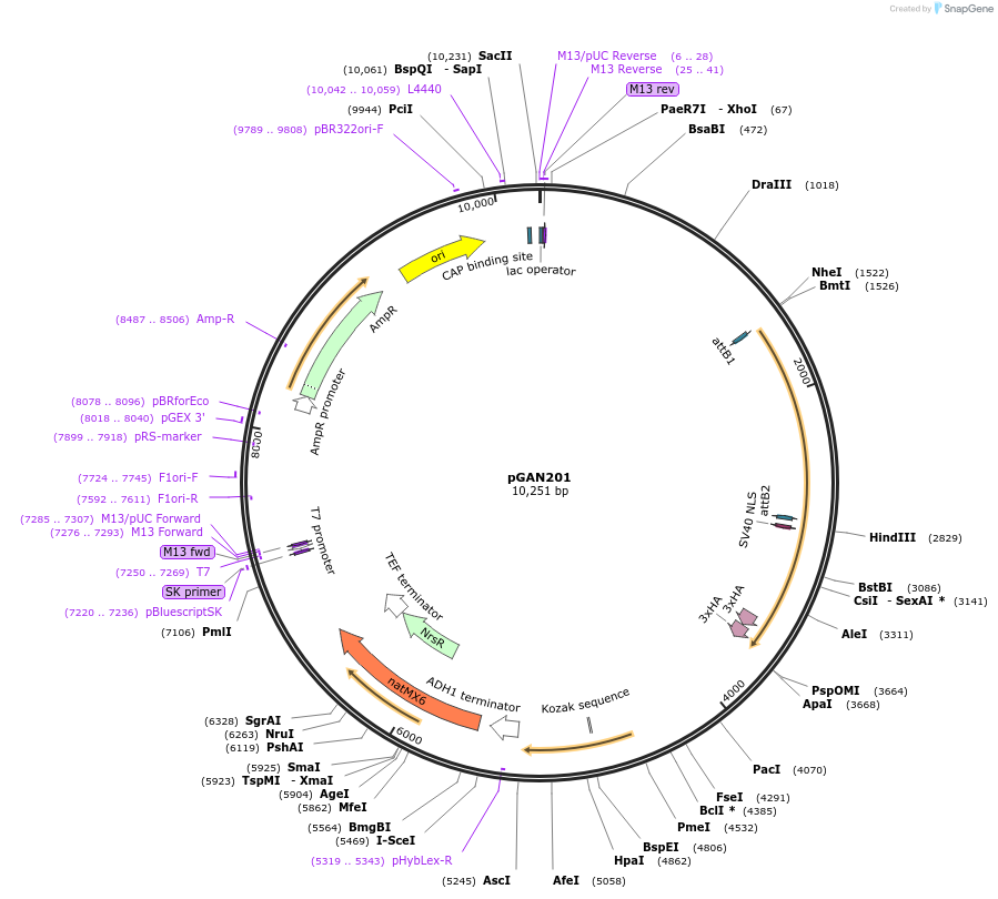 129204-plasmid-map-sequence-id-256166