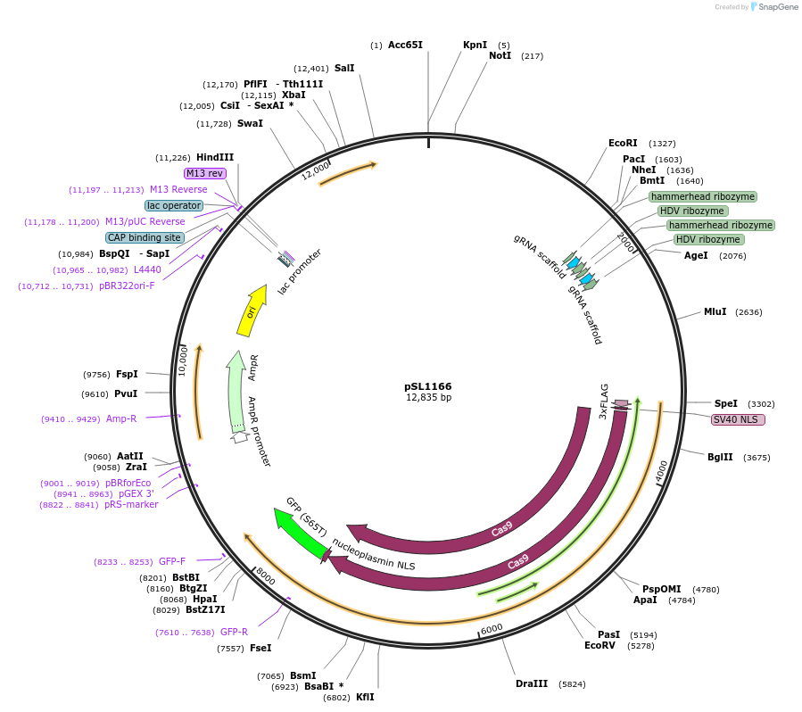 129520-plasmid-map-sequence-id-256186