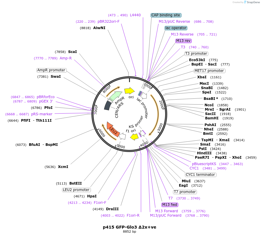 112662-plasmid-map-sequence-id-256187
