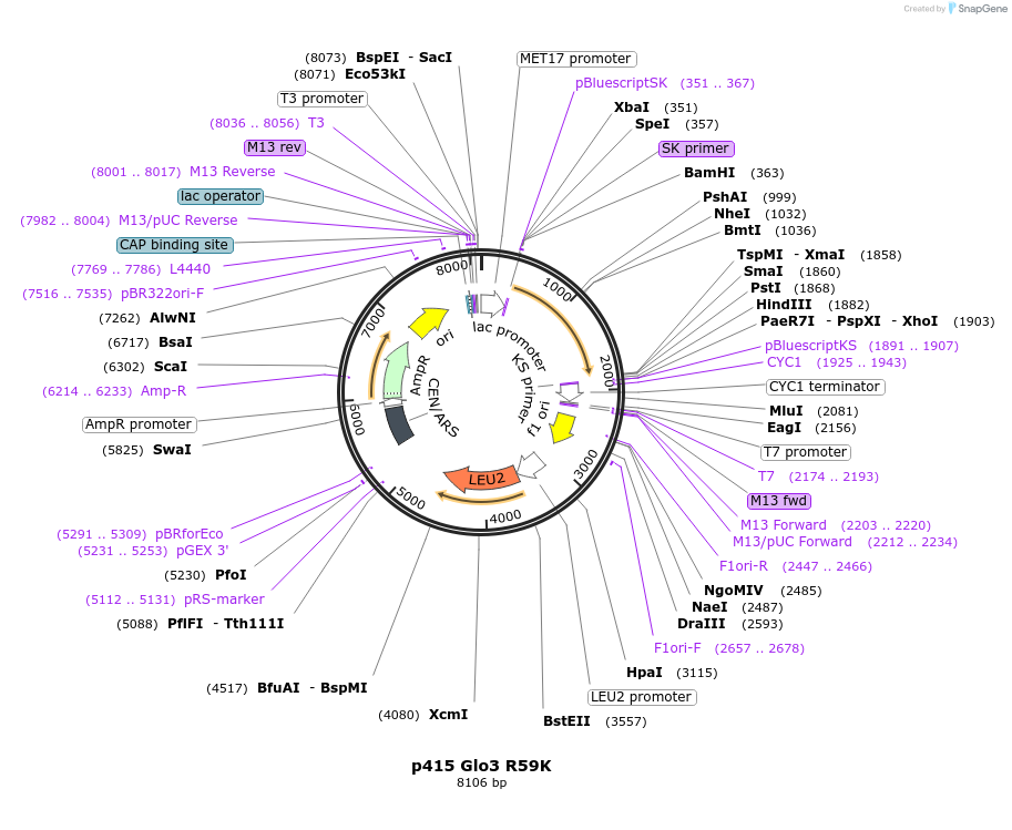 112652-plasmid-map-sequence-id-256188