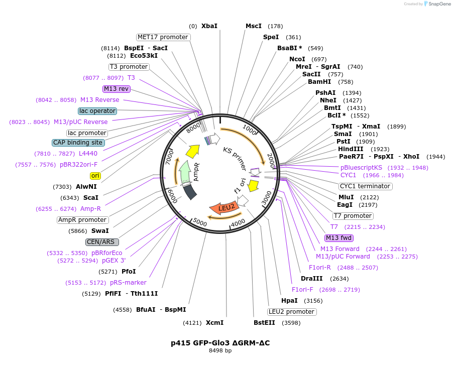 112659-plasmid-map-sequence-id-256191