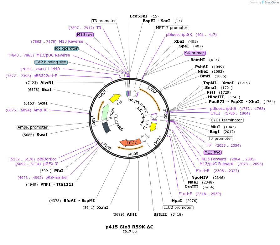 112653-plasmid-map-sequence-id-256193