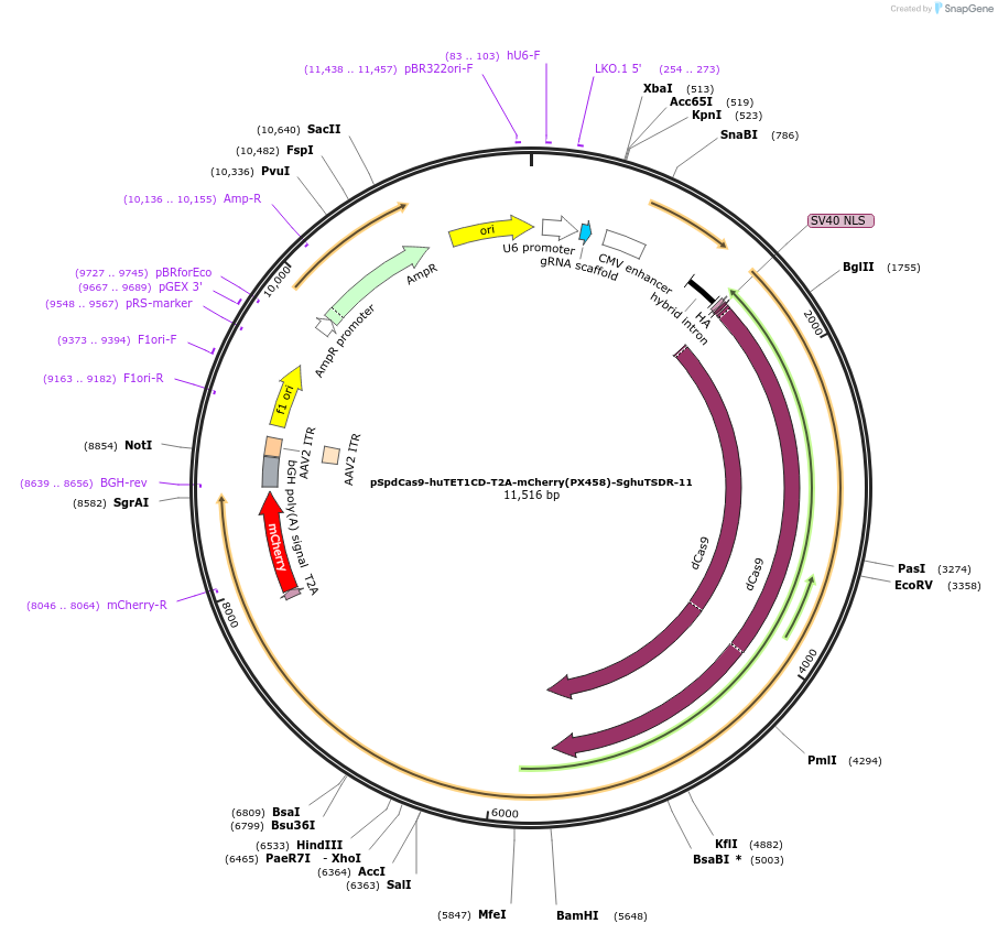 129039-plasmid-map-sequence-id-256194