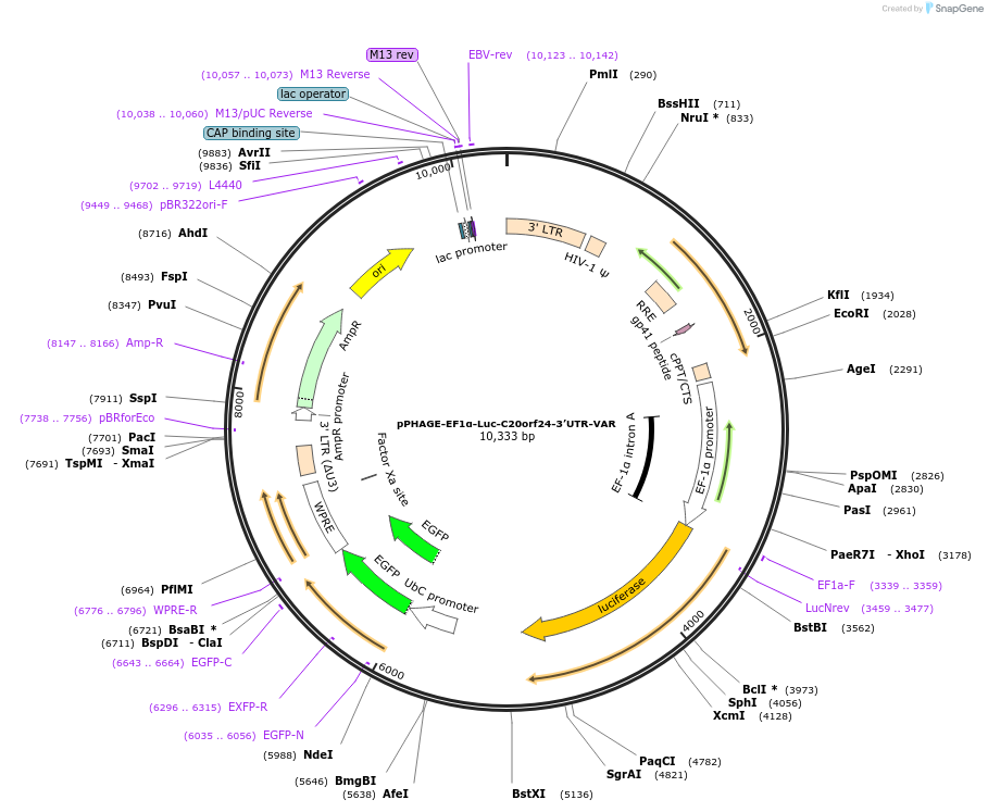 128507-plasmid-map-sequence-id-256202