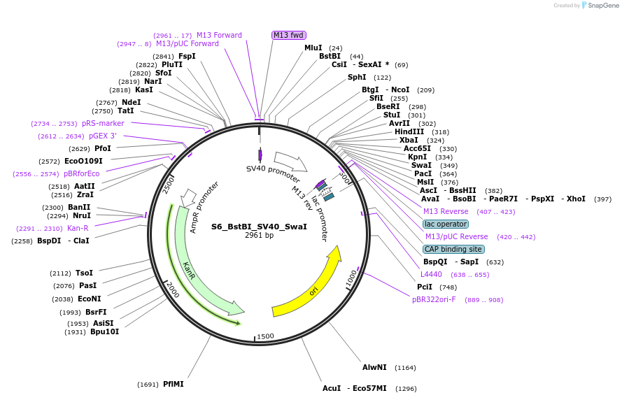 128470-plasmid-map-sequence-id-256203