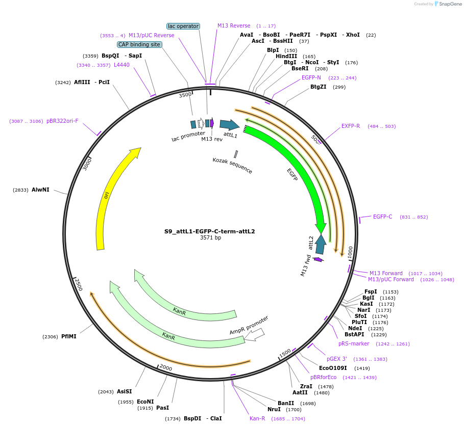128473-plasmid-map-sequence-id-256205