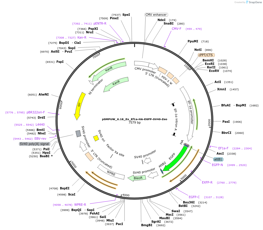 128454-plasmid-map-sequence-id-256207