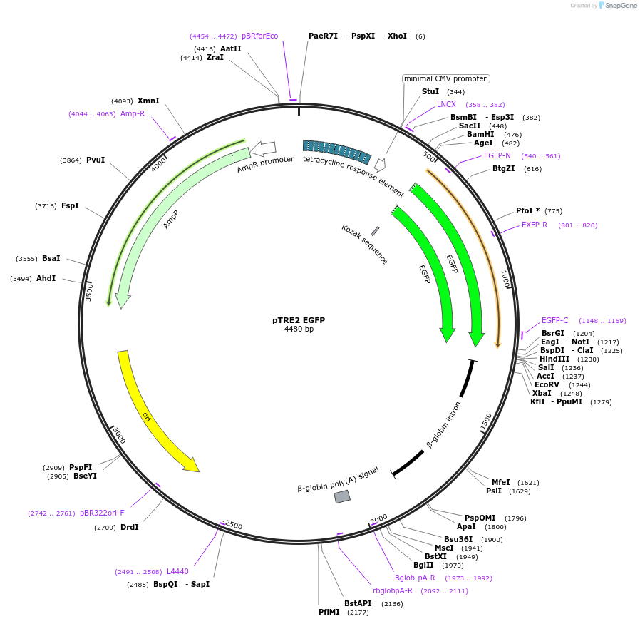 129435-plasmid-map-sequence-id-256213