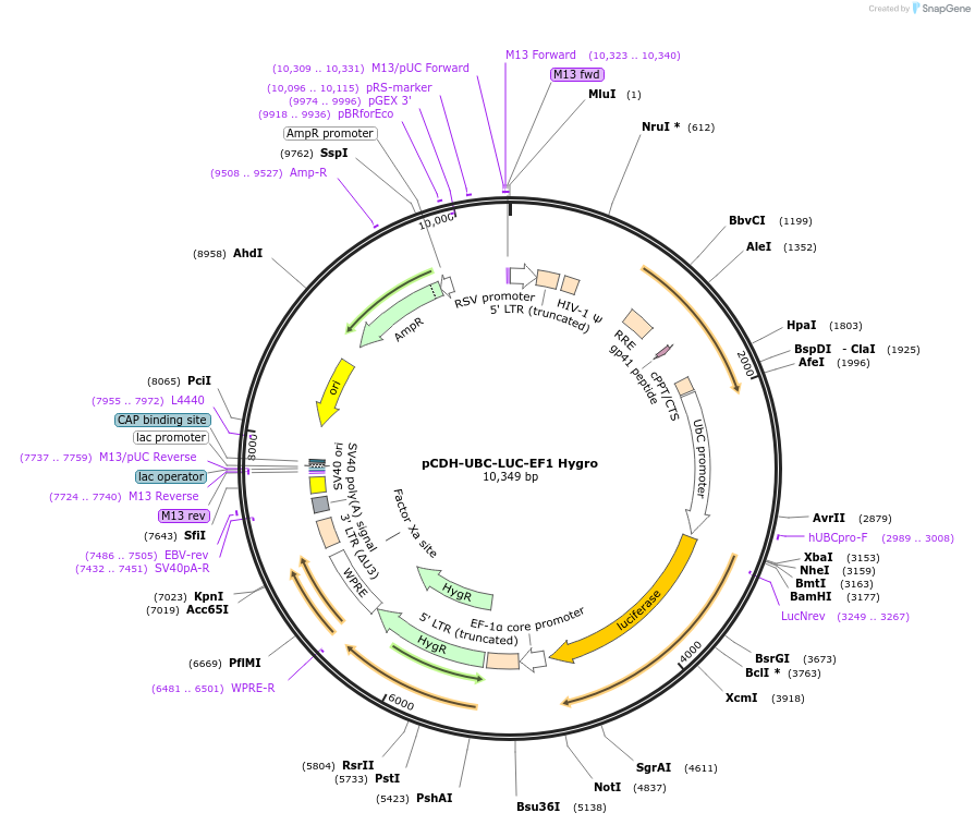 129436-plasmid-map-sequence-id-256214