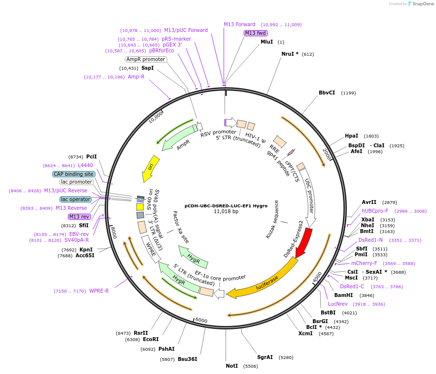 129437-plasmid-map-sequence-id-256215