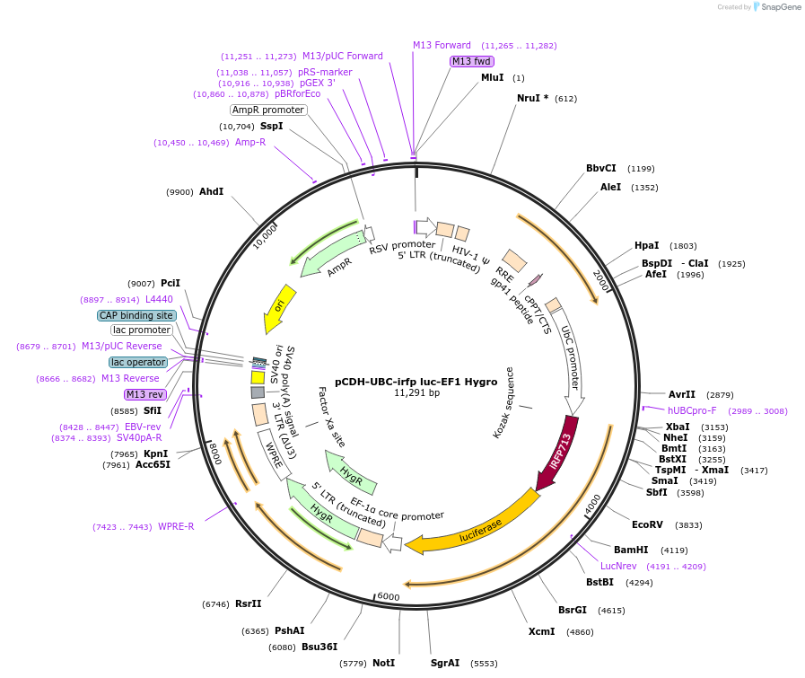 129438-plasmid-map-sequence-id-256218