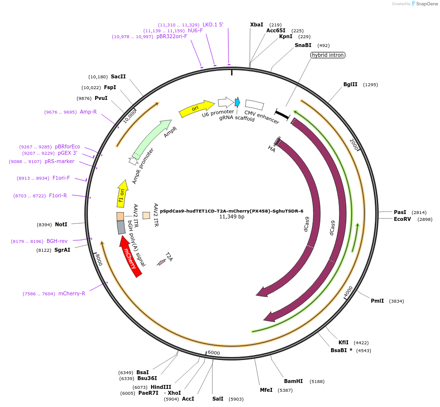129046-plasmid-map-sequence-id-256220