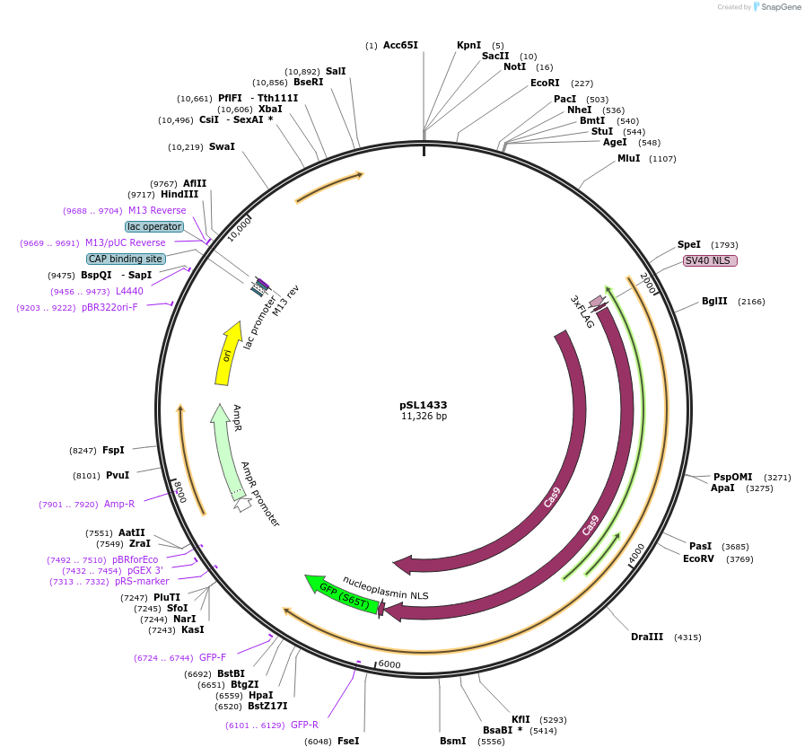 129523-plasmid-map-sequence-id-256222