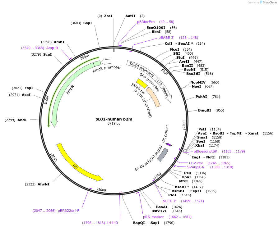 12099-plasmid-map-sequence-id-256235