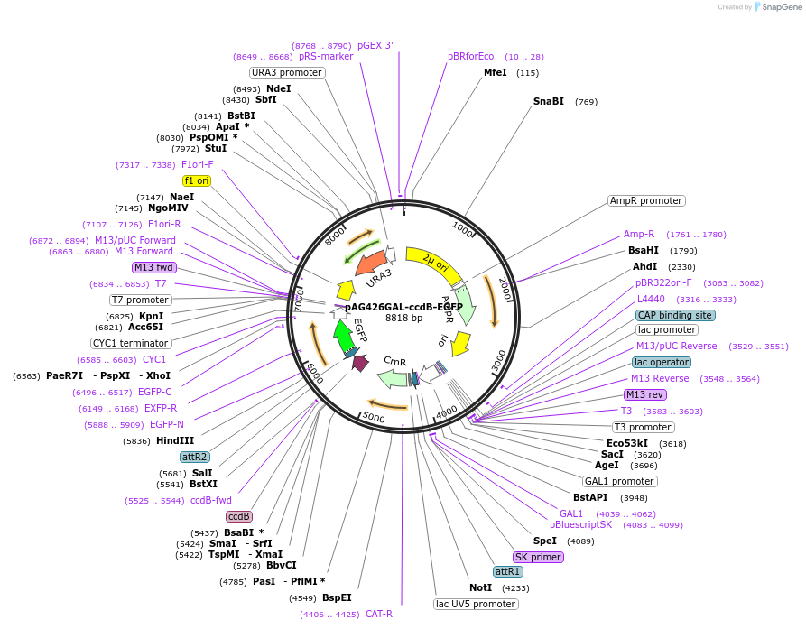 14203-plasmid-map-sequence-id-256236