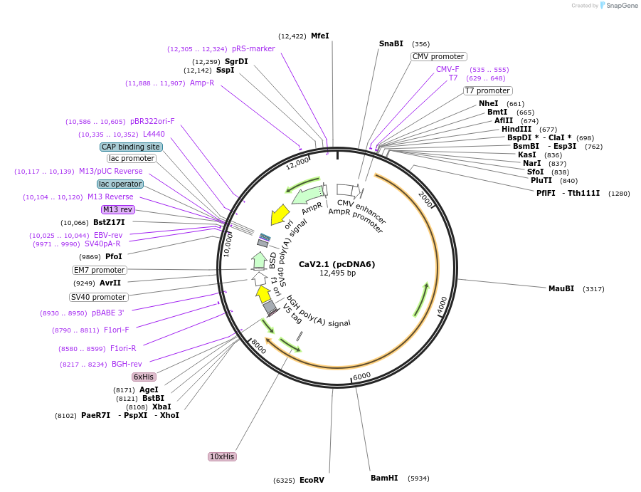 26578-plasmid-map-sequence-id-256250