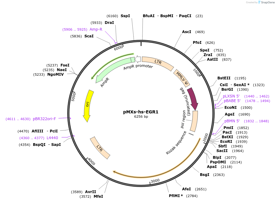 52724-plasmid-map-sequence-id-256265