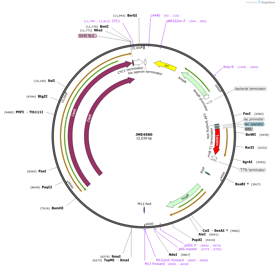129659-plasmid-map-sequence-id-256268