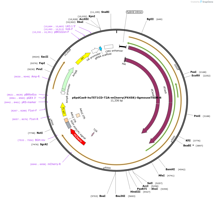 129058-plasmid-map-sequence-id-256276