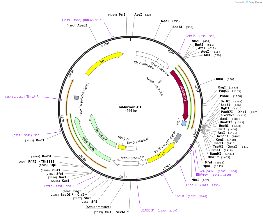 54835-plasmid-map-sequence-id-256278