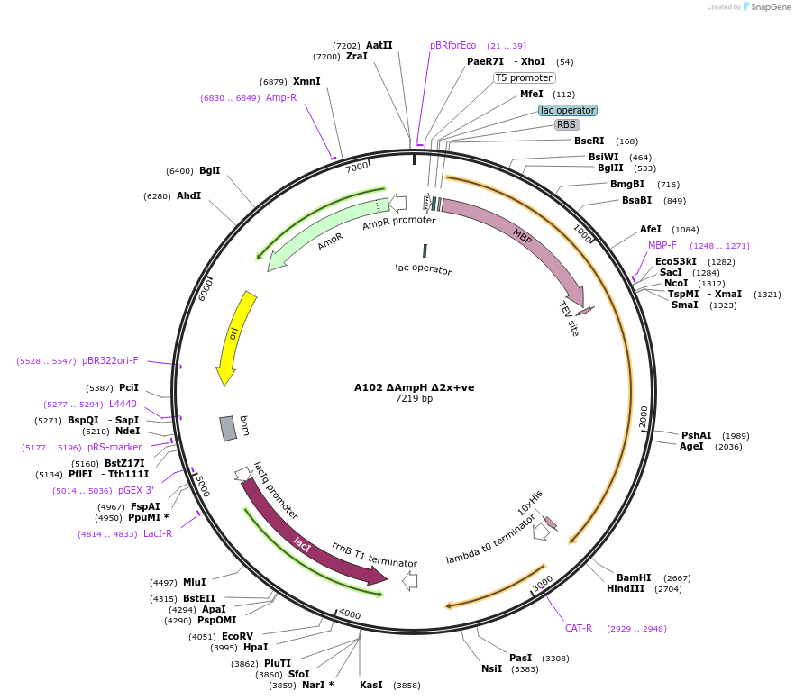 129484-plasmid-map-sequence-id-256280