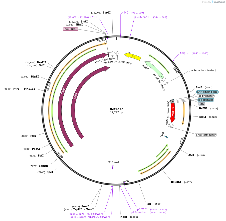 129656-plasmid-map-sequence-id-256282