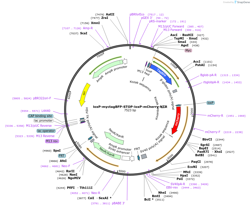 108456-plasmid-map-sequence-id-256283
