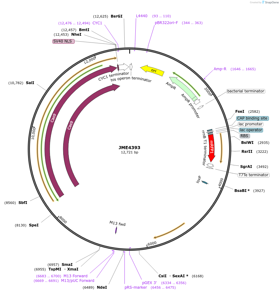 129657-plasmid-map-sequence-id-256284